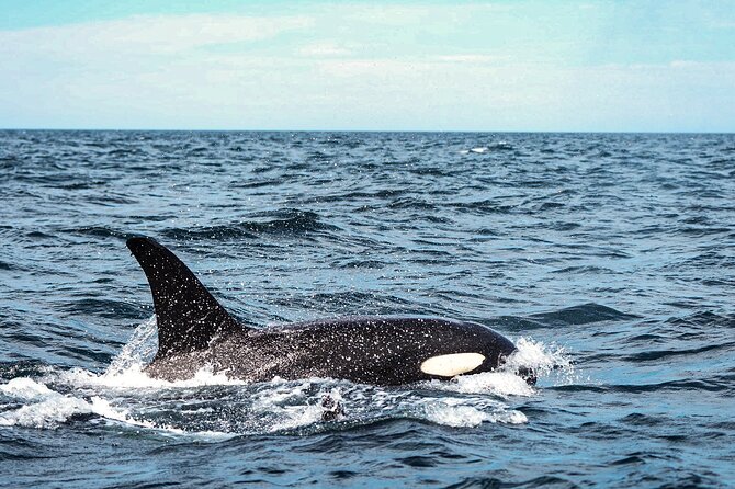 Open Ocean Safari and Whale Watching - Pelican Rock and the snorkeling portion
