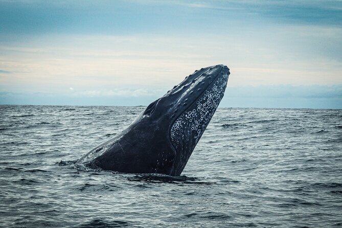Open Ocean Safari and Whale Watching - Searching the Sea of Cortez for whales and more
