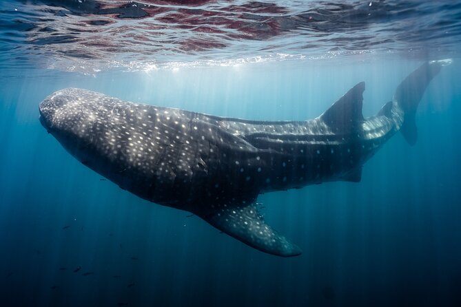 Open Ocean Safari and Whale Watching - Photos and video add real value