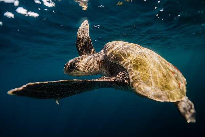 Open Ocean Safari and Whale Watching - Is $215 a fair price?