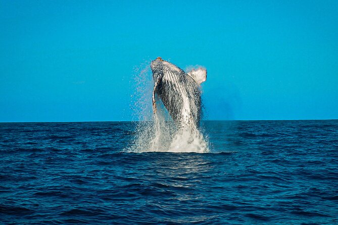 Open Ocean Safari and Whale Watching - Who will enjoy this most?