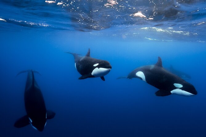 Open Ocean Safari and Whale Watching - Starting at Dock C at 9:00 a.m.