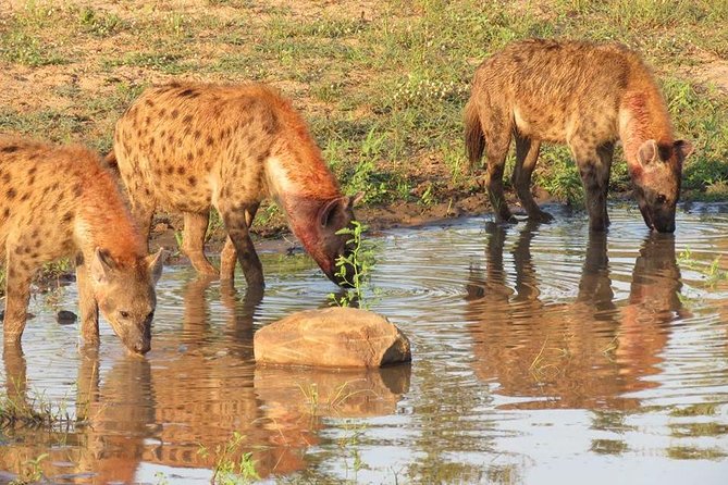 Open Vehical Safari in Kruger National Park Half Day - Wildlife viewing without false promises