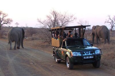 Open Vehical Safari in Kruger National Park Half Day