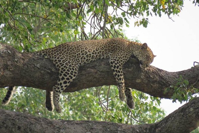 Open Vehical Safari in Kruger National Park Half Day - How the group size affects the day