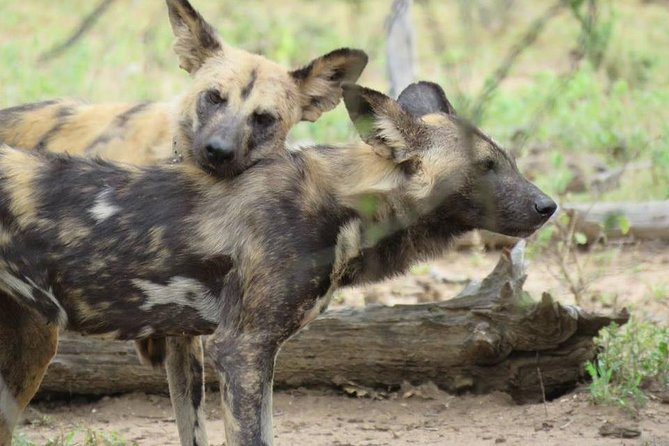 Open Vehical Safari in Kruger National Park Half Day - Timing, food, and practical planning