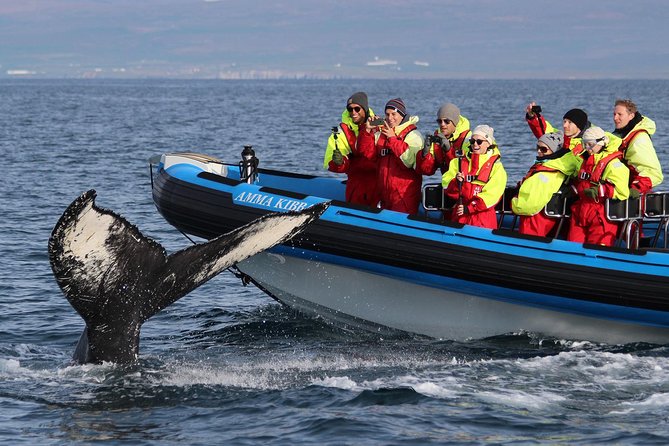 Original Big Whale Safari & Puffins Speedboat Tour from Húsavík - Why Húsavík is the right place for this outing