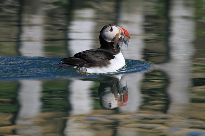 Original Big Whale Safari & Puffins Speedboat Tour from Húsavík - What you might see in two hours