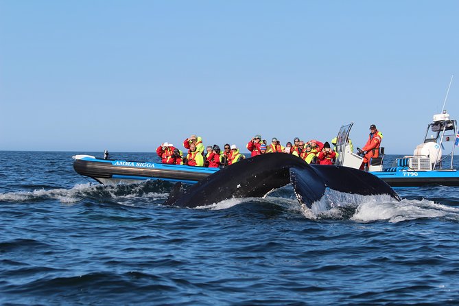 Original Big Whale Safari & Puffins Speedboat Tour from Húsavík - Puffin Island from April 15 to August 15