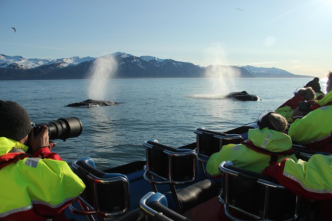 Original Big Whale Safari & Puffins Speedboat Tour from Húsavík - Is the $180.27 price worth it?