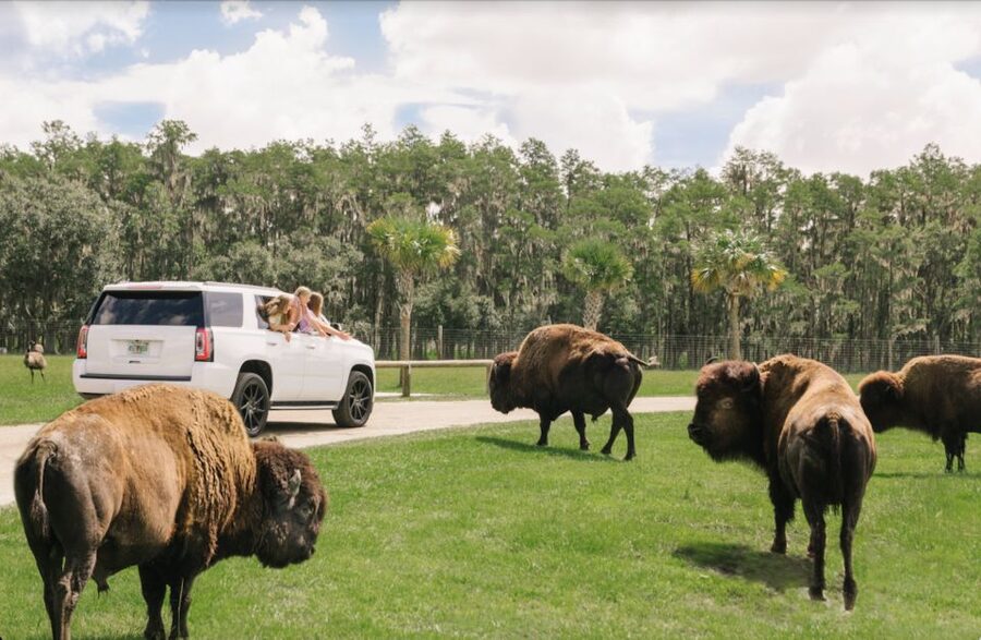 Orlando: Drive-Thru Safari Park at Wild Florida - Key points at a glance
