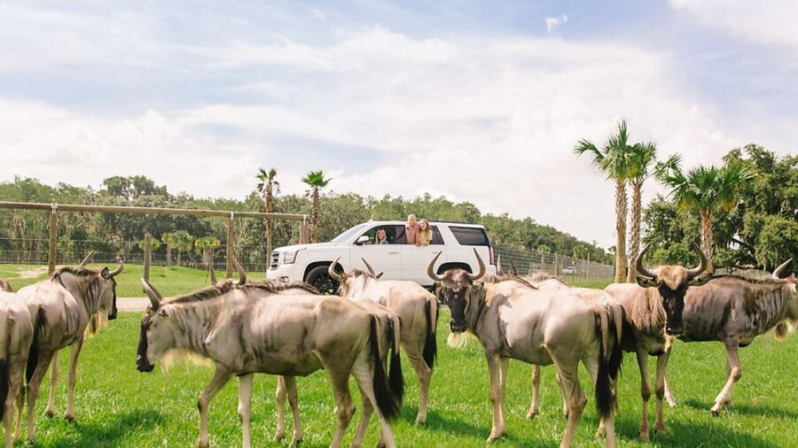 Orlando: Drive-Thru Safari Park at Wild Florida - The honest drawbacks