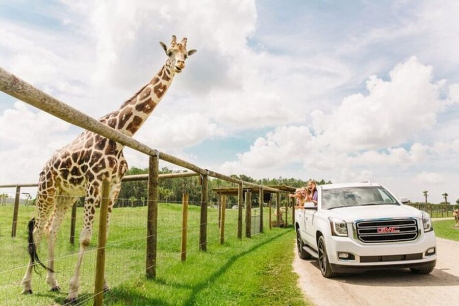 Orlando: Drive-Thru Safari Park at Wild Florida - A safari where your car becomes the viewing platform