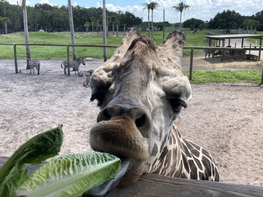 Orlando: Drive-Thru Safari Park at Wild Florida - The giraffe feeding stop