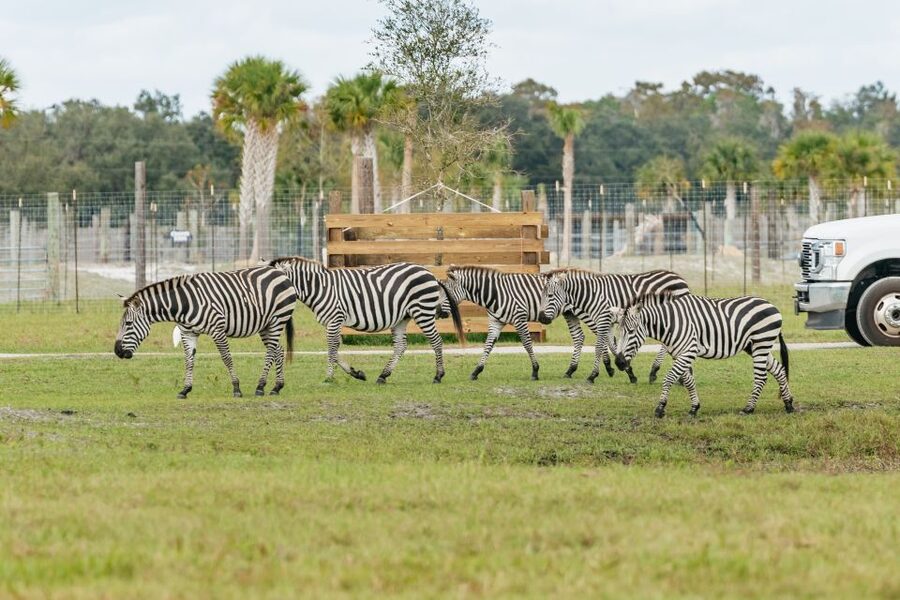 Orlando: Drive-Thru Safari Park at Wild Florida - Gator Park adds a second half to the day