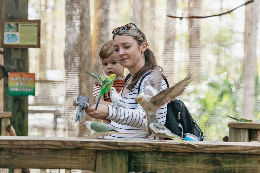 Orlando: Drive-Thru Safari Park at Wild Florida - Best for children, grandparents, and independent sightseers