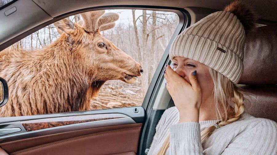 Ottawa: Private Parc Omega Wildlife Safari – Winter Magic - Key points to know before you book