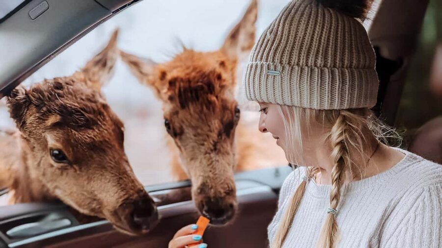 Ottawa: Private Parc Omega Wildlife Safari – Winter Magic - The Ottawa pickup and the ride to Quebec