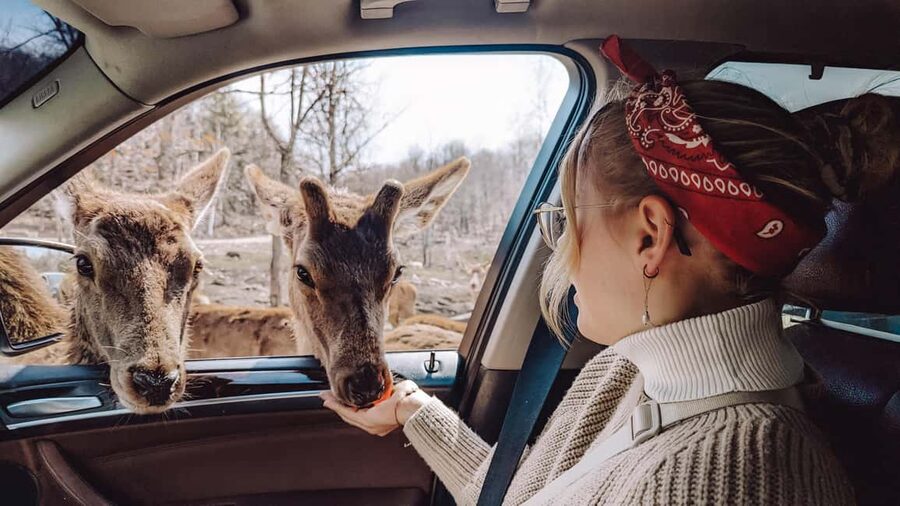 Ottawa: Private Parc Omega Wildlife Safari – Winter Magic - The two walking stops