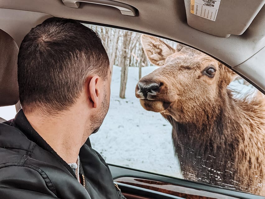 Ottawa: Private Parc Omega Wildlife Safari – Winter Magic - Who will enjoy this most