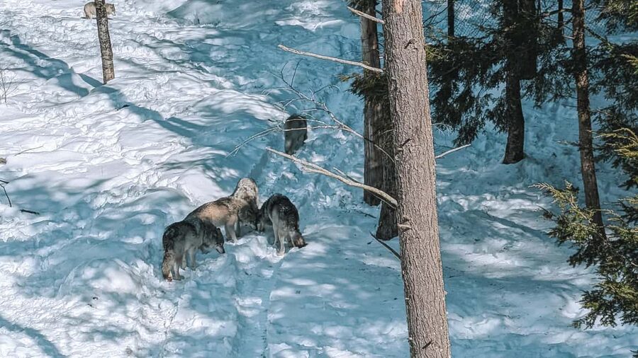 Ottawa: Private Parc Omega Wildlife Safari – Winter Magic - Is this Ottawa wildlife trip worth booking?