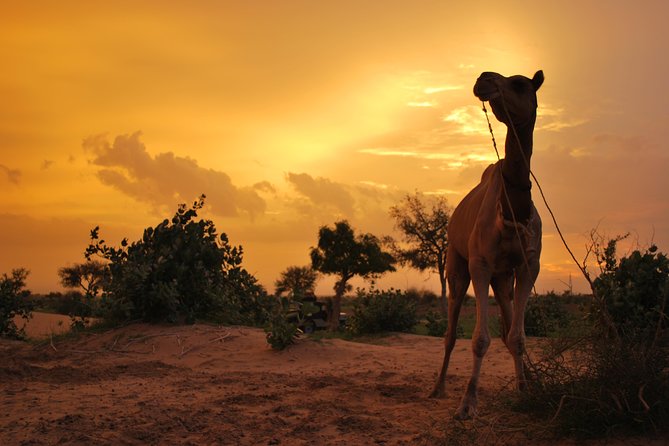 Overnight Camel Safari (remote And Isolated) - Key details before you book
