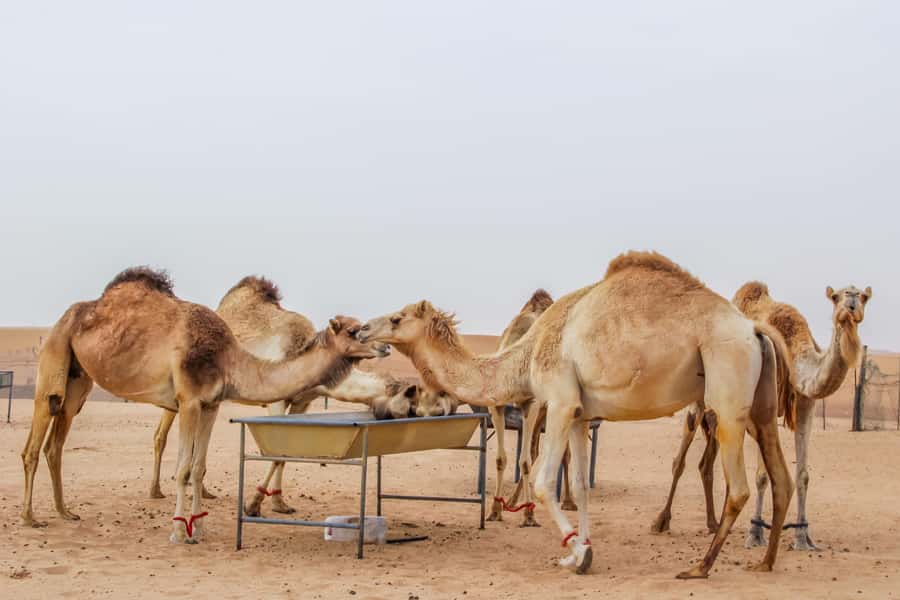 Overnight Dubai Desert Safari with BBQ Dinner - A basic tent and a cooler desert night