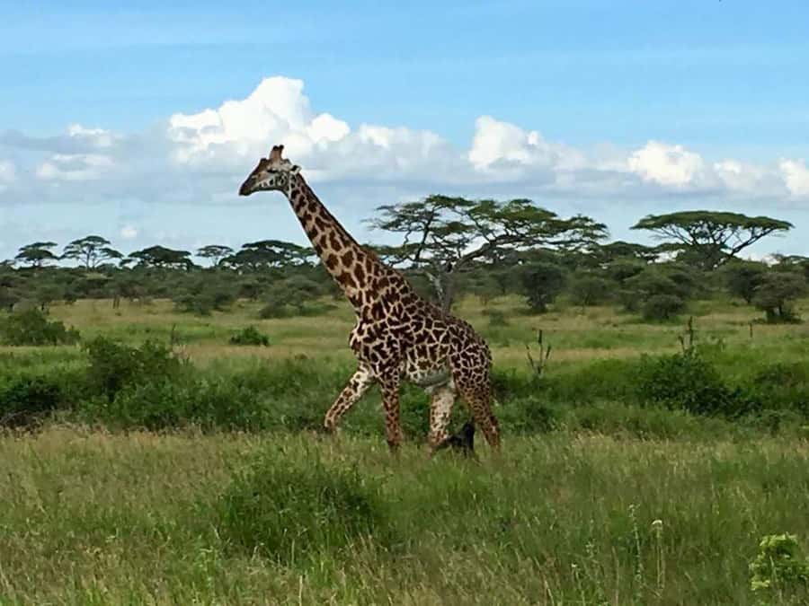 Overnight Private Safari To Masai Mara - The 6:00am departure from Nairobi