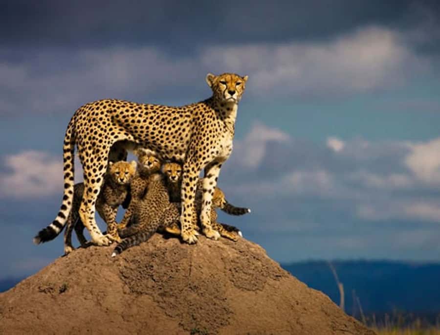 Overnight Private Safari To Masai Mara - First animals on the way into Maasai Mara