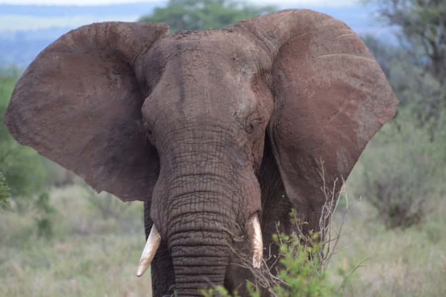 Overnight Private Safari To Masai Mara - What the $595 really buys you