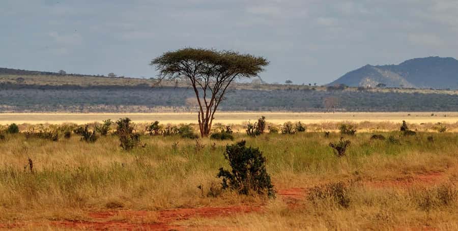 Overnight Tsavo East Safari From Mombasa/Diani (Private) - Lunch and the afternoon pause