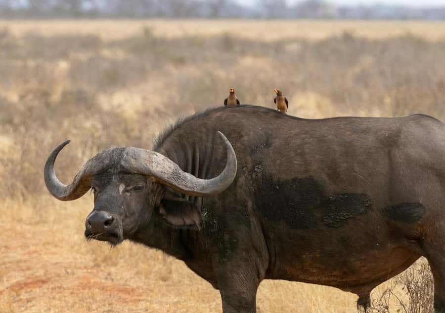 Overnight Tsavo East Safari From Mombasa/Diani (Private) - The evening game drive and sunset