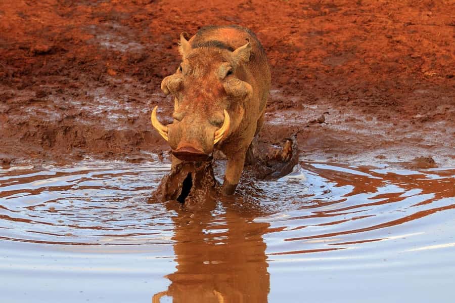 Overnight Tsavo East Safari From Mombasa/Diani (Private) - Bachuma Gate and the first game drive