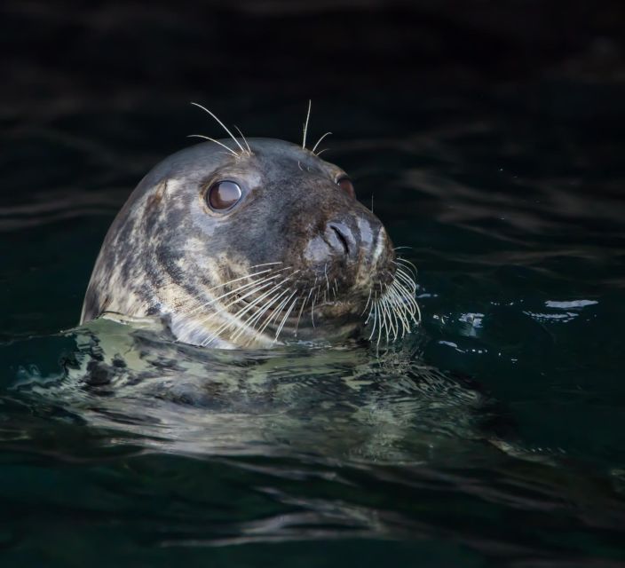 Padstow: Guided RIB Sealife Safari - Port Isaac or Trevose Head, depending on conditions