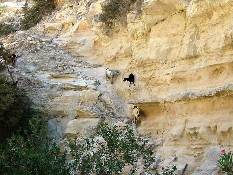Paphos: Land Rover Jeep Safari Coastal Tour and Blue Lagoon - The Baths of Aphrodite and the return through wine country