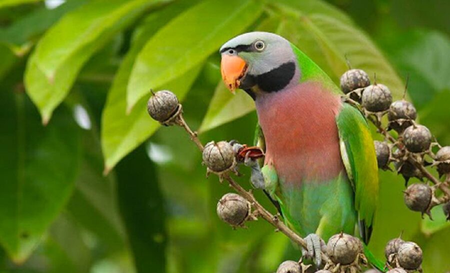 Phu Quoc: Vinpearl Safari Park Entry Ticket - The open safari section and the closest animal encounters