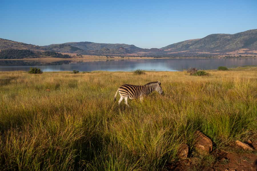 Pilanesberg: 2 Day 3-Star Pilanesberg Safari - Dinner at camp and the overnight stay