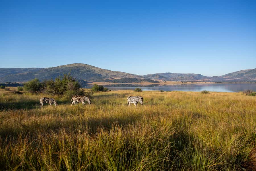 Pilanesberg: 2 Day 3-Star Pilanesberg Safari - The three-hour sunrise safari on day two