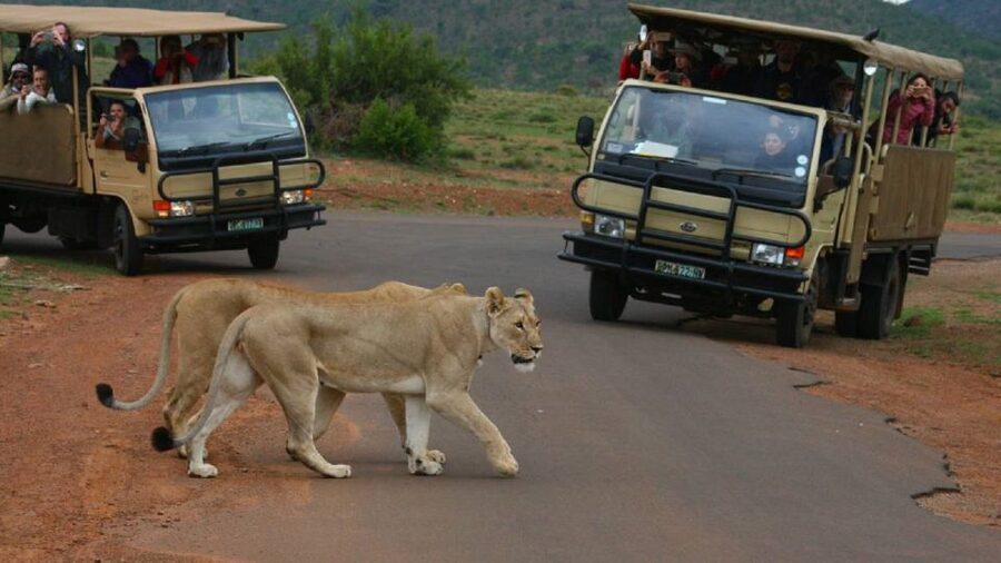 Pilanesberg Full-Day Shared Safari with Sun City Visit - Three hours in an open 4x4 vehicle