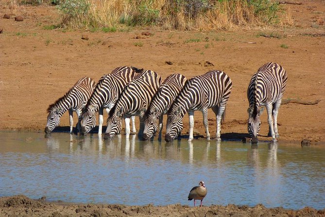Pilanesberg Game Reserve 6 Hour Sunrise Safari from Johannesburg or Pretoria - Six hours inside Pilanesberg National Park
