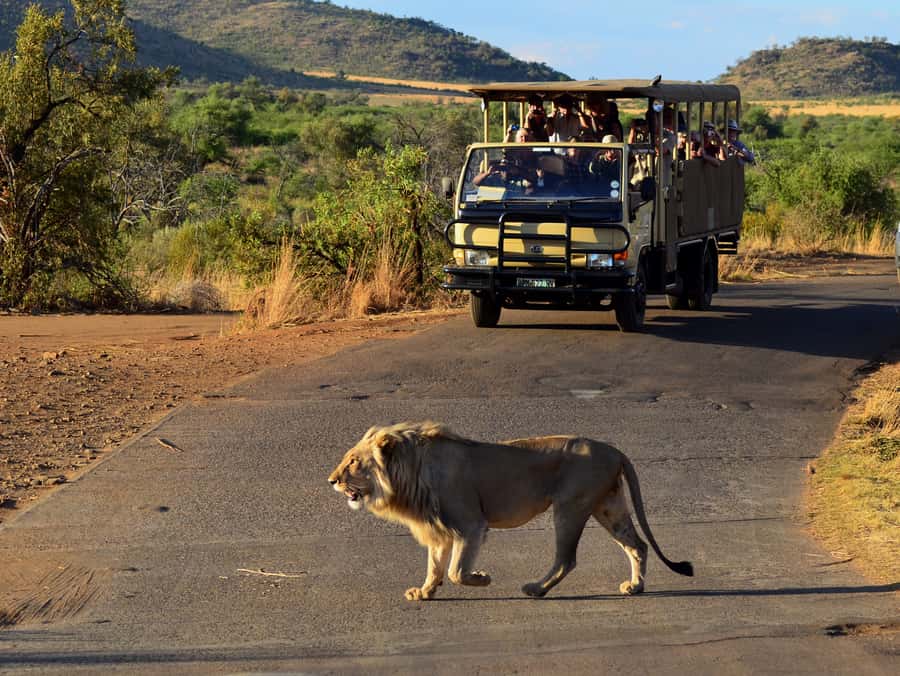 Pilanesberg National Park/Sun City Hot Air Balloon Safari - Who will enjoy this safari most?