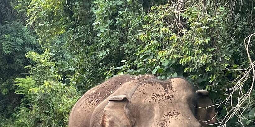 Polonnaruwa Sight Seeing Tour and Minneriya Elephant Safari - Seeing Polonnaruwa without wearing yourself out