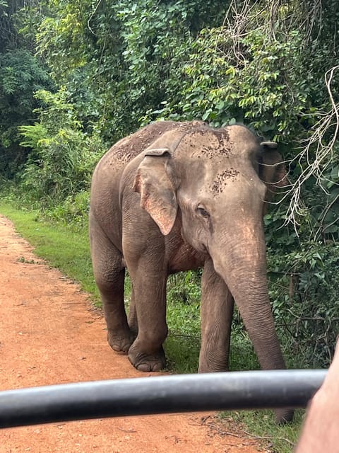 Polonnaruwa Sight Seeing Tour and Minneriya Elephant Safari - Minneriya National Park at sunset