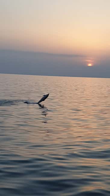 Poreč: Sunset Dolphin Safari with Dinner and Drinks - Sailing the west coast of Istria at sunset