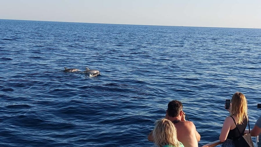 Poreč: Sunset Dolphin Safari with Dinner and Drinks - Looking for dolphins in the Adriatic Sea