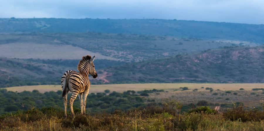 Port Elizabeth: 2-Day Addo Elephant Park Safari - Key points worth knowing