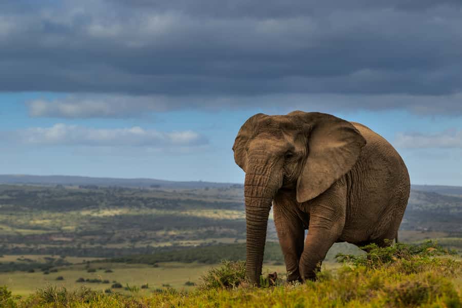 Port Elizabeth: 2-Day Addo Elephant Park Safari - Sundays River, dunes, and a change of pace