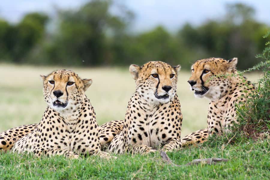 Port Elizabeth: 4x4 Wildlife Safari & City Sightseeing Tour - Donkin Reserve and the 1820 Settlers Pyramid