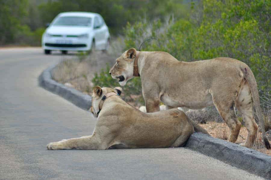Port Elizabeth: Addo Elephant Park All-Inclusive Day Safari - Key points to know before you book