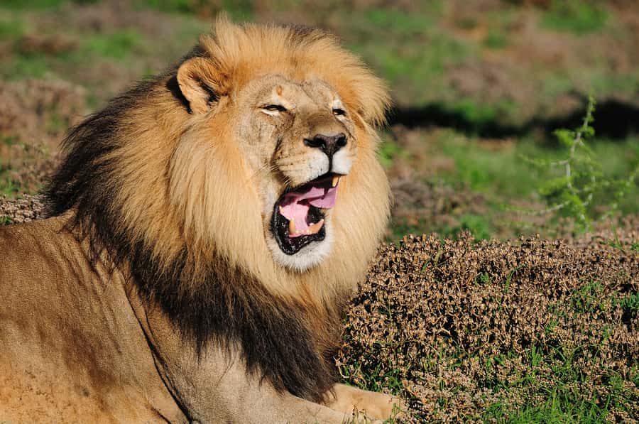 Port Elizabeth: Addo Elephant Park All-Inclusive Day Safari - Who should book this Addo safari?